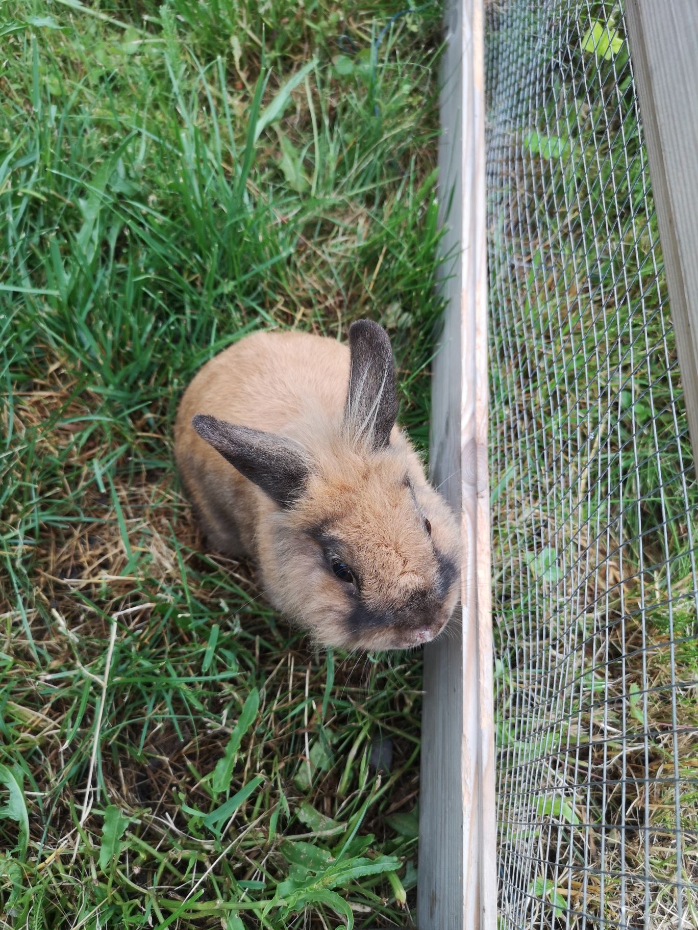 Puszysty Mini królik  miniaturka samiec