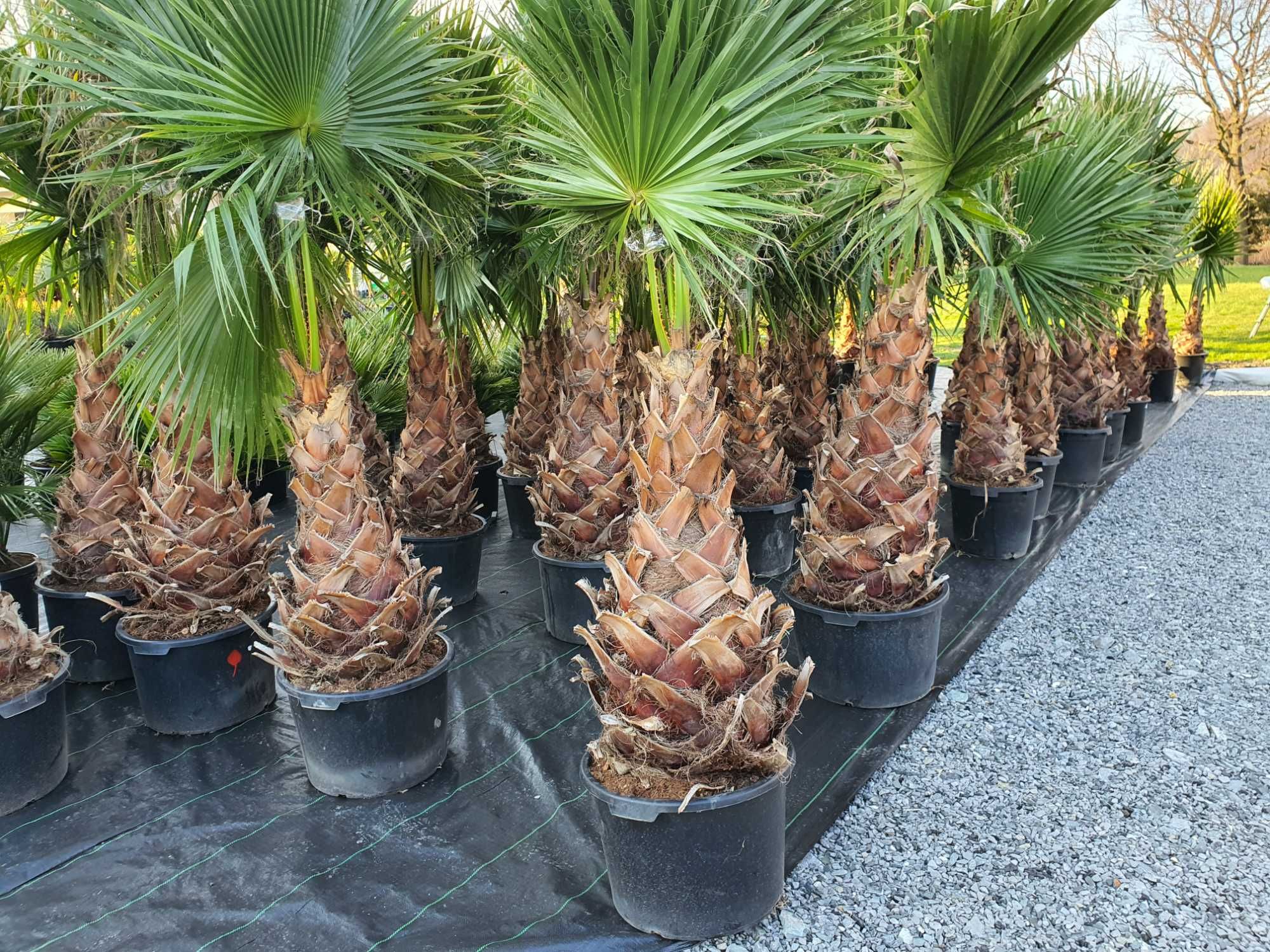 Washingtonia Robusta palma mrozoodporna -5° ogród  basen  taras palmy