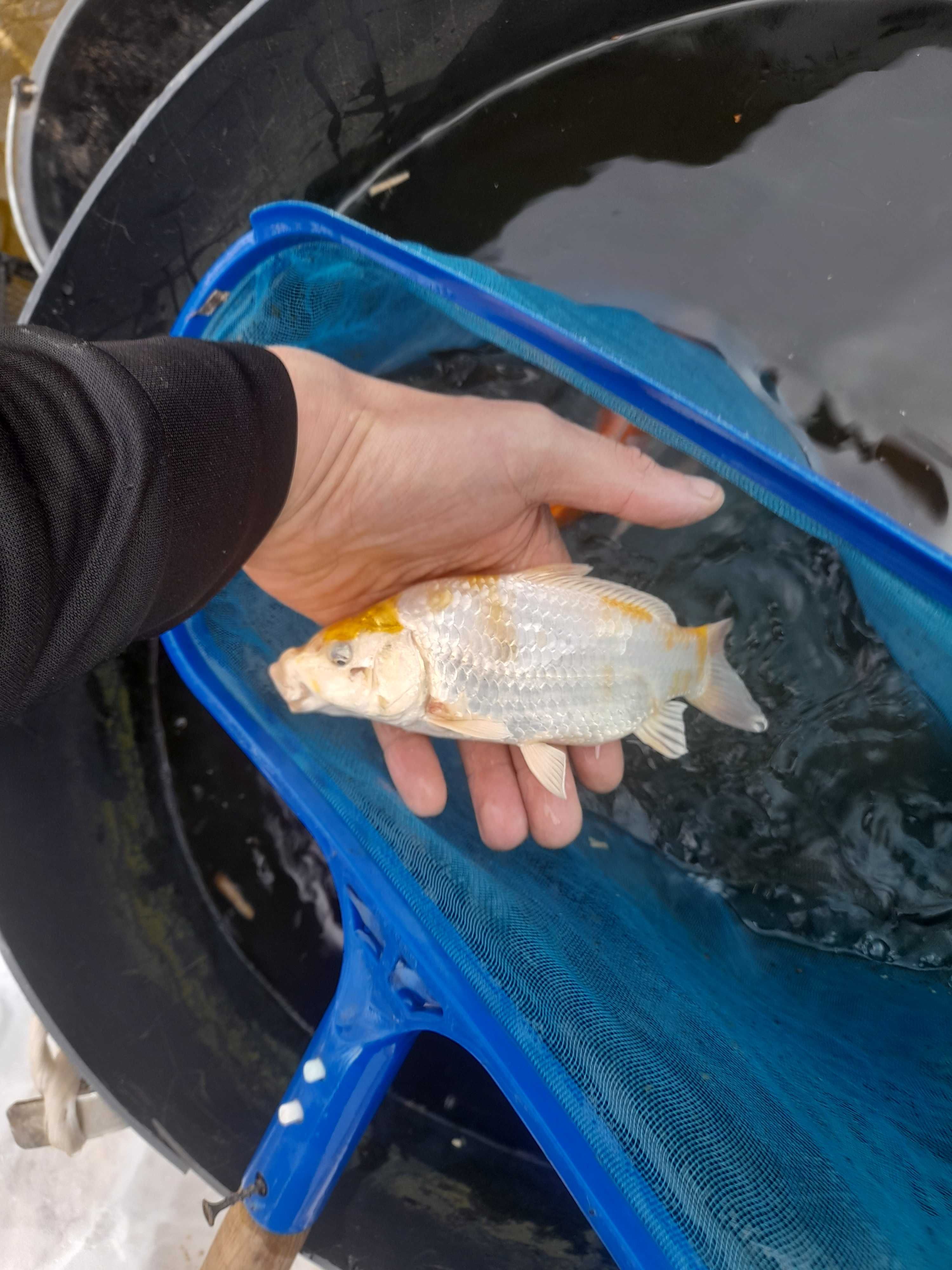 Ryby do oczka wodnego Jesiotr,Pstrąg, Karaś koi, Karp, Karp koi,Lin