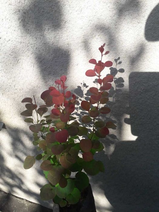 Барбарис декоративні кущі