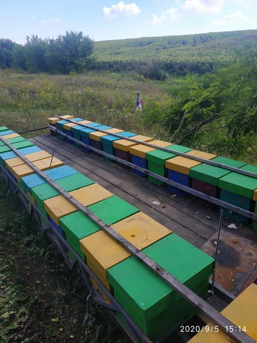 вулик з пінополістеролу на 6 рамок може бути як нуклеус  та ловушка)))