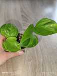 Epipremnum manjula golden