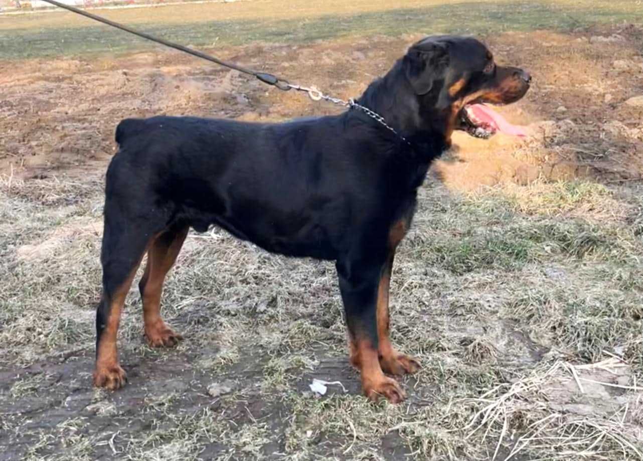 Maciek w typie rottweiler młodziak, typowy przedstawiciel swojej rasy
