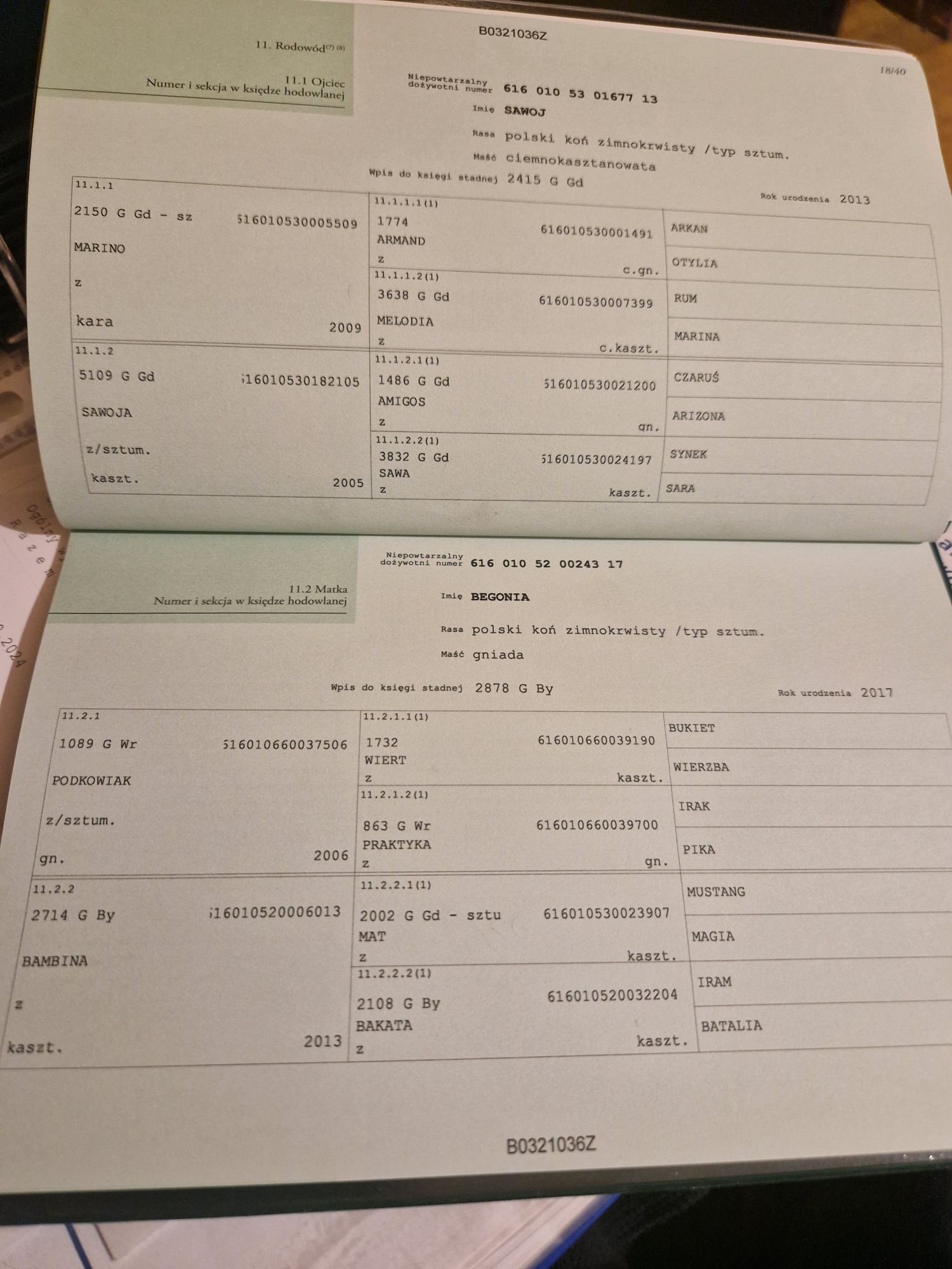Klacz zimnokrwista sztumska