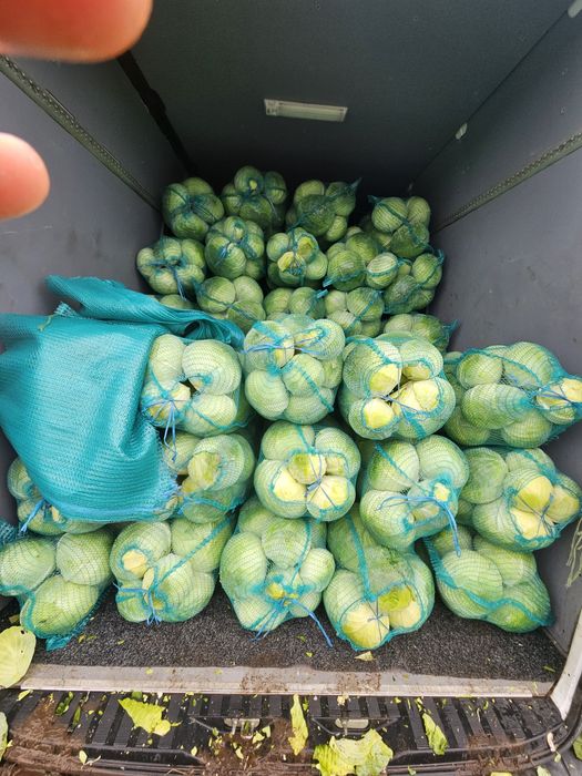 Продам капусту Агресор