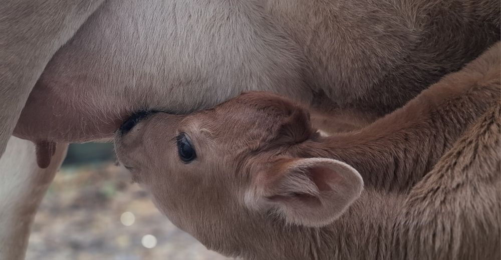 Colostrum siara młodziwo od krowy Jersey
