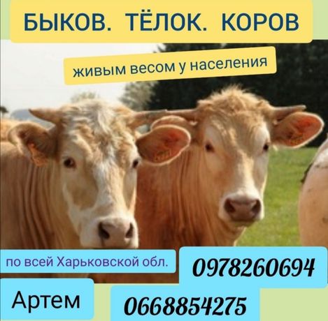 Заготовленные быки телки коровы