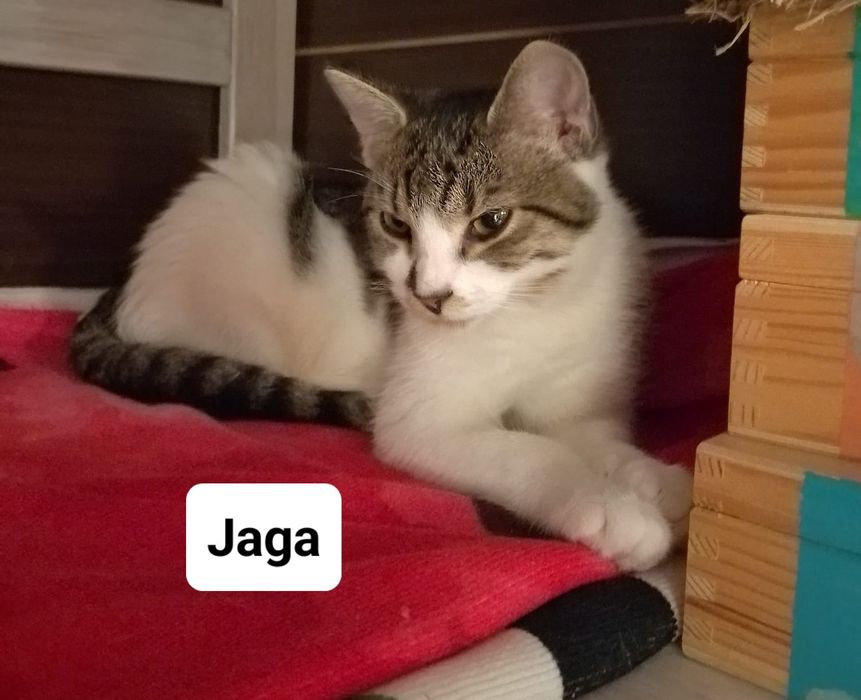 Siostry Busz, Jaga i Gaja