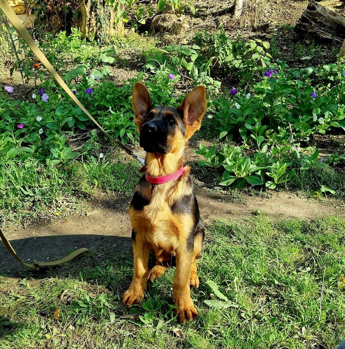 немецкая овчарка супер щенки для охраны