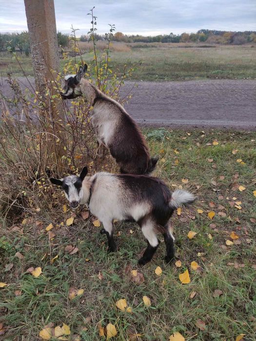 Продам козенят/ козлят вже можна на м'ясо