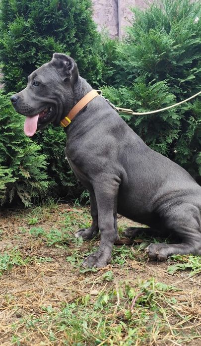 Підрощена красуня кане-корсо