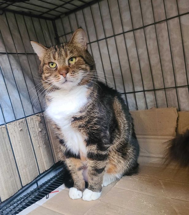 Няшний котя Меркурій дуже чекає на свою людину, 2 роки