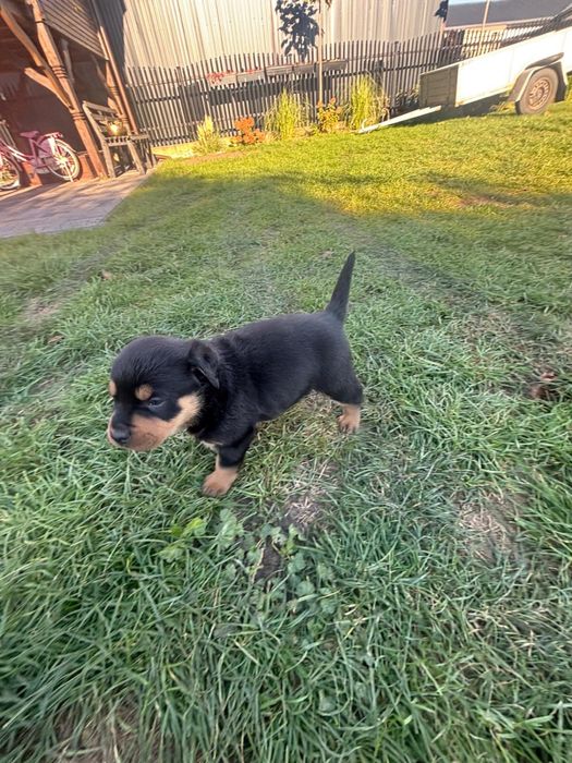 Szczenie rottwailer