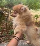 Spitz top macho lindo
