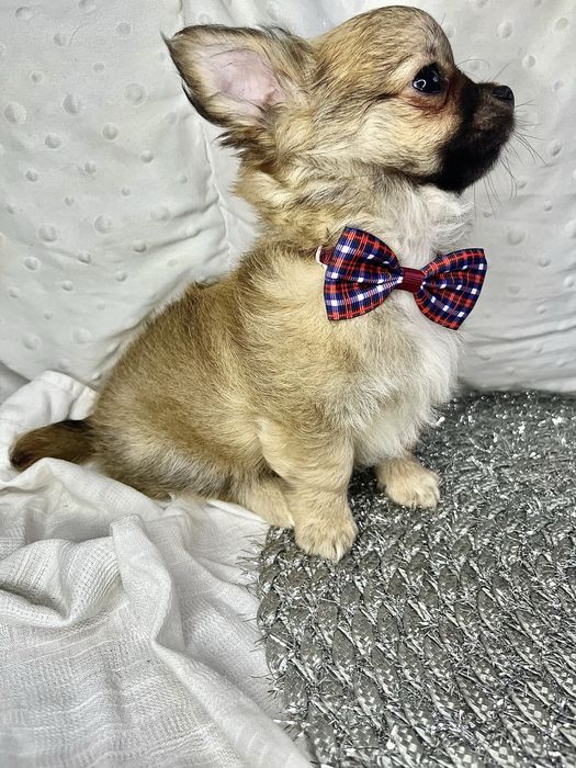 Chihuaua gotowy do odbioru