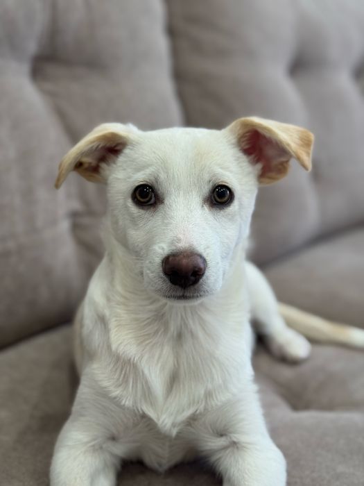 Цуценя 4 міс шукає родину