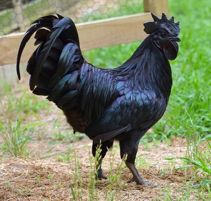 ayam cemani kura