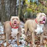 American bully xl  sunia 7 miesiecy abkc tylko jedn