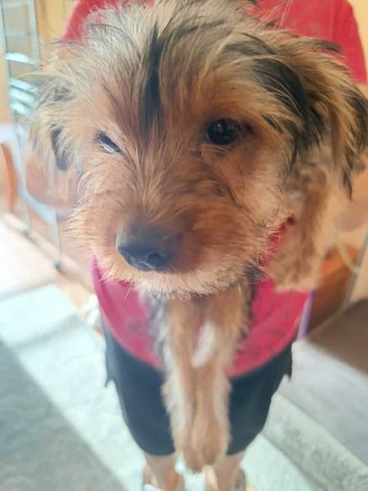 Yorkshire Terrier szczenię