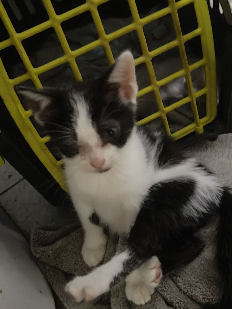 Gatinhos para dar