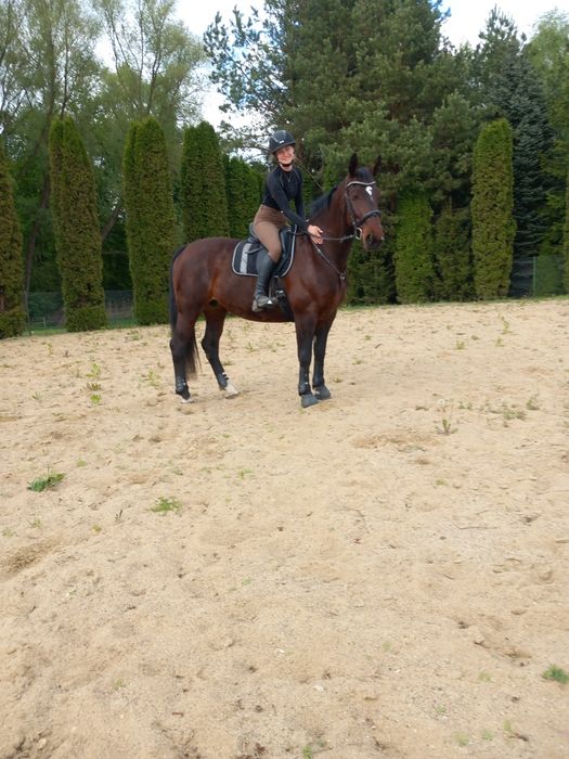 Klacz Śląska z licencją