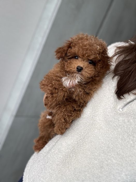 Кукольный щенок мини мальтипу ф2 окраса ред браун