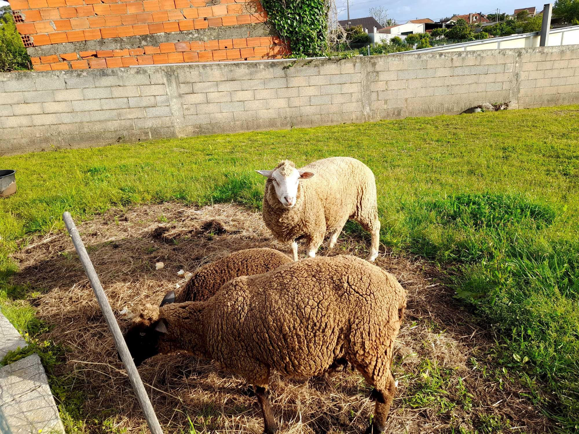 Vendo três Ovelhas