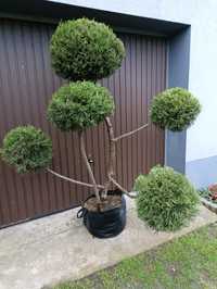 Sprzedam bonsai ,krzewy do ogrodu