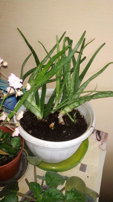 Вазон алоє Вера 5 років ліки від багатьох хвороб