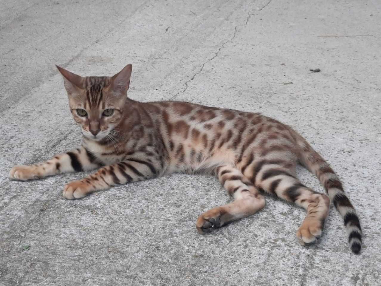 CHILI Jadry*PL - 6-miesięczny kocurek bengalski