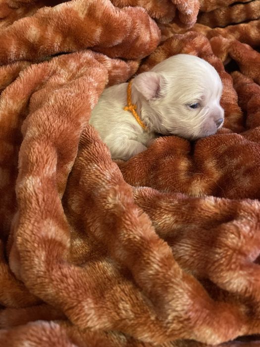 ***Chihuahua dlugowłosa***ZKwP/FCI***