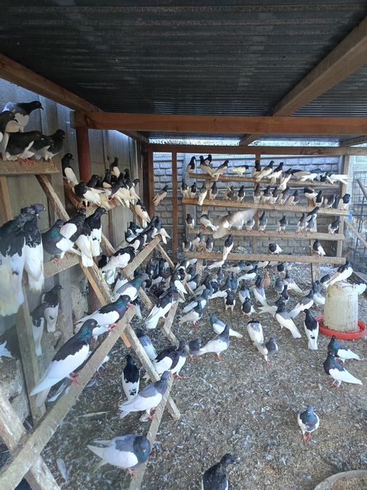 Lot Murzynow Warszawskich