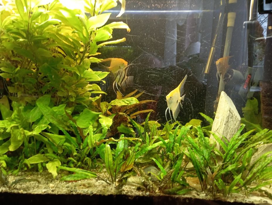 Sprzedam roślinki do akwarium