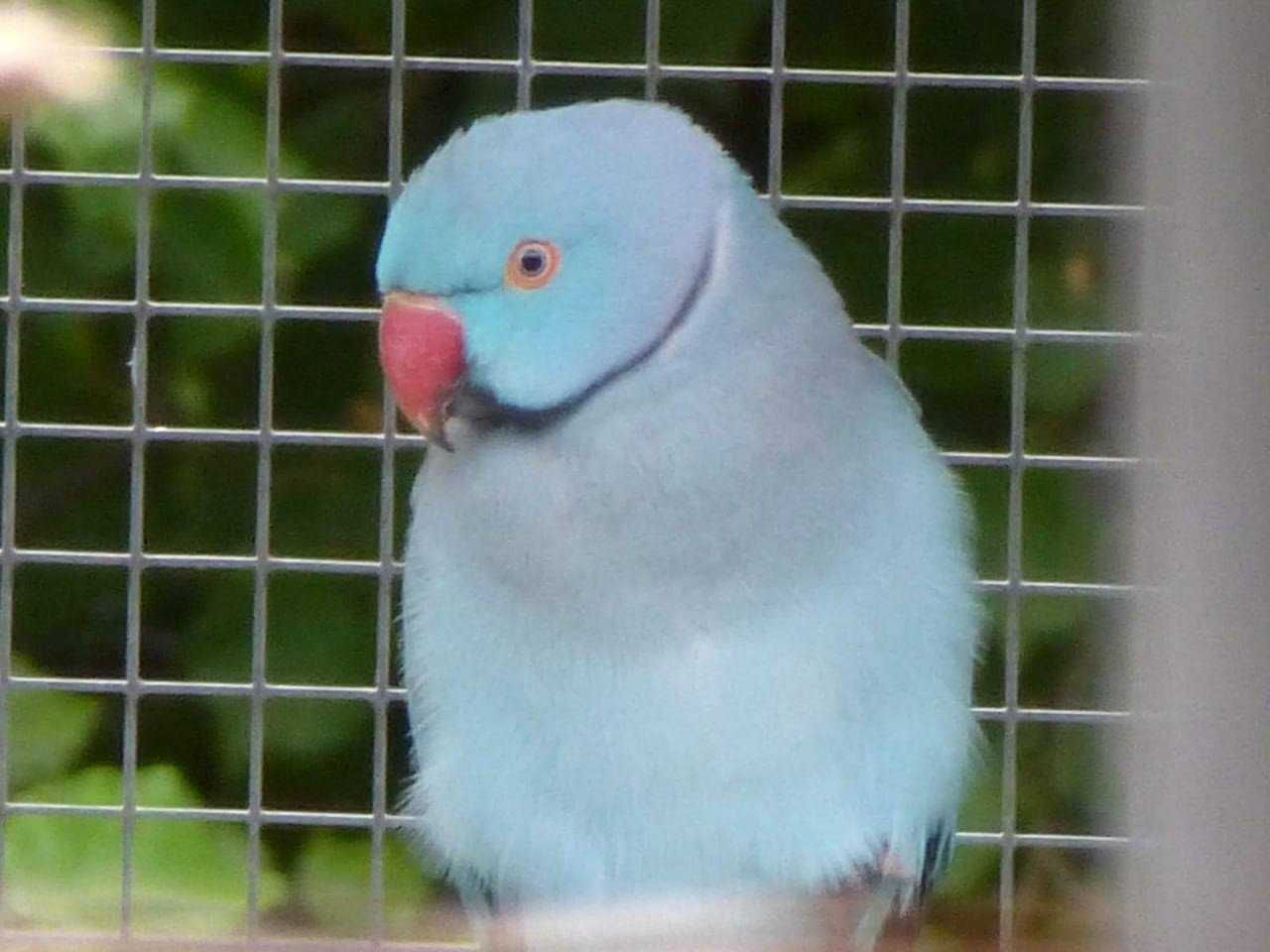 Экзотические Ожереловые попугаи: выбирайте свой цветной пернатый