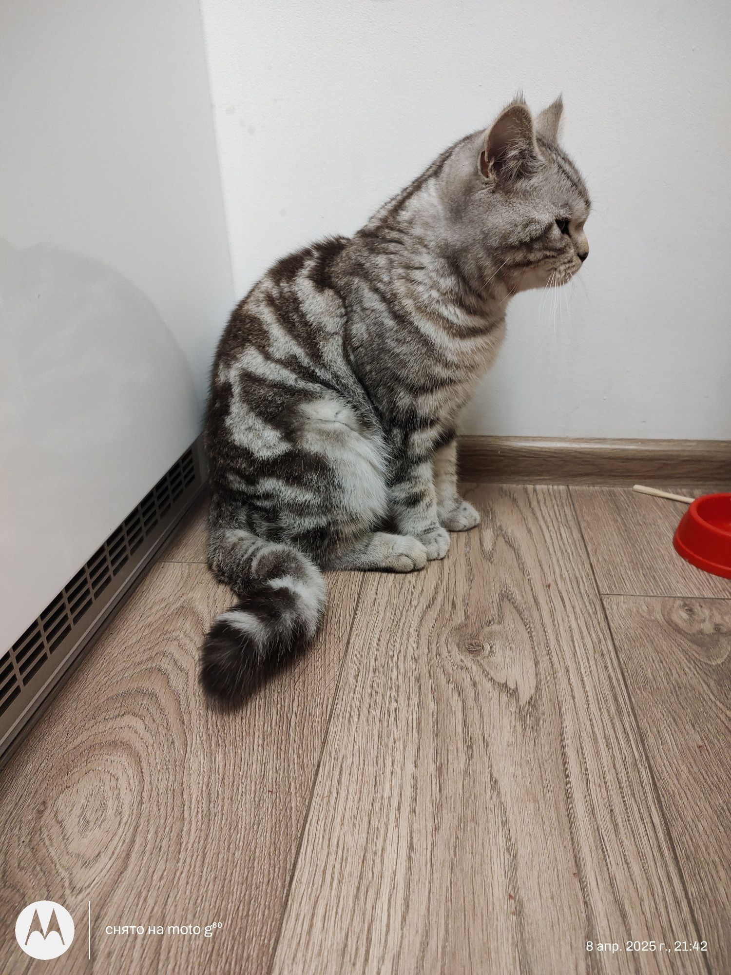 В'язка котика шотландець