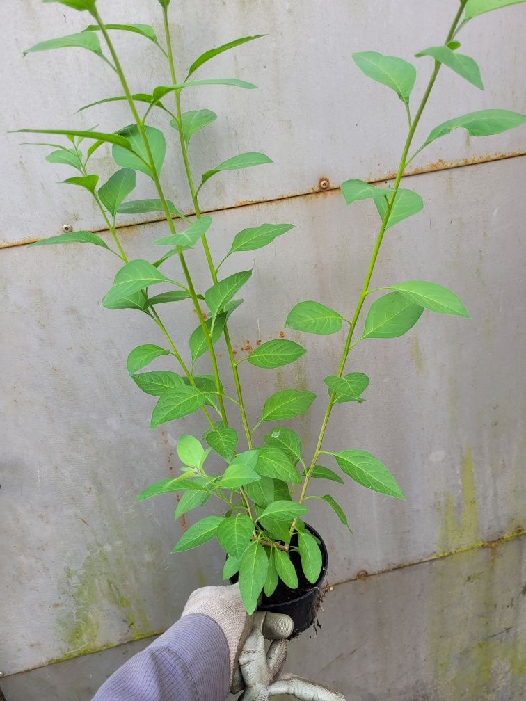 Solanum rantonetti 50 cm -szafirowa burza -psianka - sadzonka donic