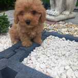 Maltipoo szczeniak