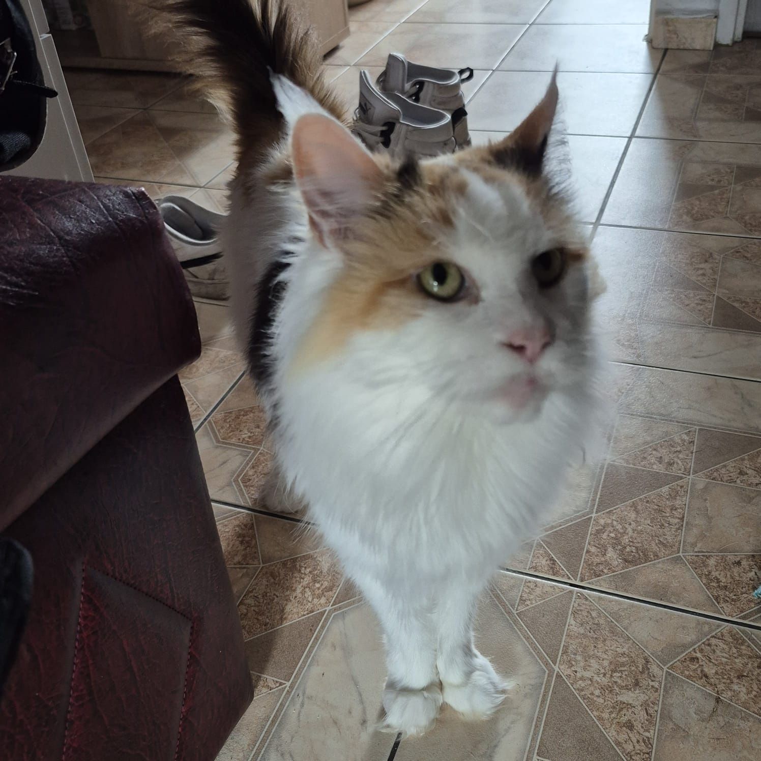 Kotka Maine coon