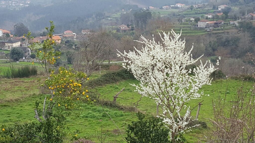 Terreno urbanizável, agrícola e florestal em Monção