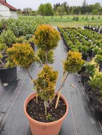 Thuja formowana, bonsai