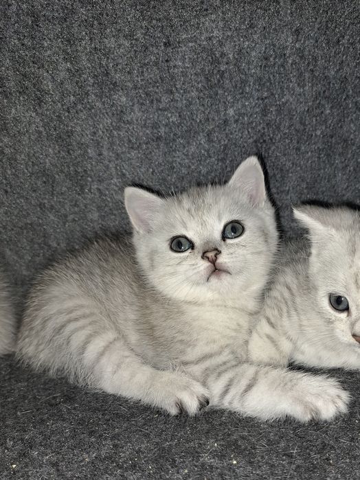 Пропонуємо чистокровних британських кошенят чистої крові є срібна шинш