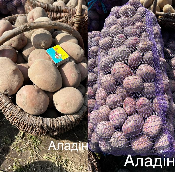 Продам картоплю різних сортів 10 грн за кг
