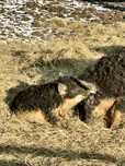 Mangalica prosiaki świnia