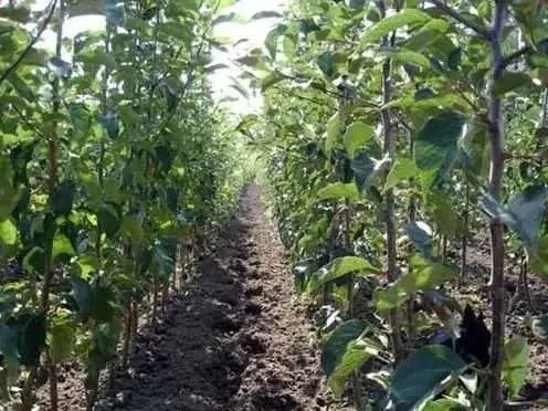 Саженцы плодовых Яблоню Груша Персик Черешня Вишня,Колоновидные, є все