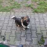 Wesoły piesek do adopcji
