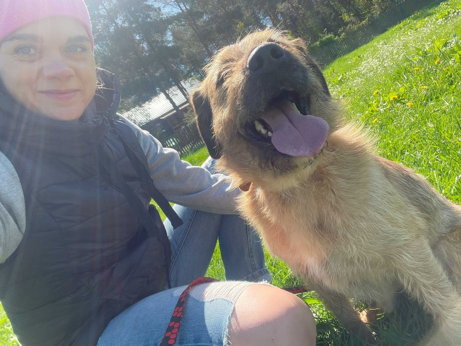 Bono – mądry szorściak w typie border terrier szuka domu!