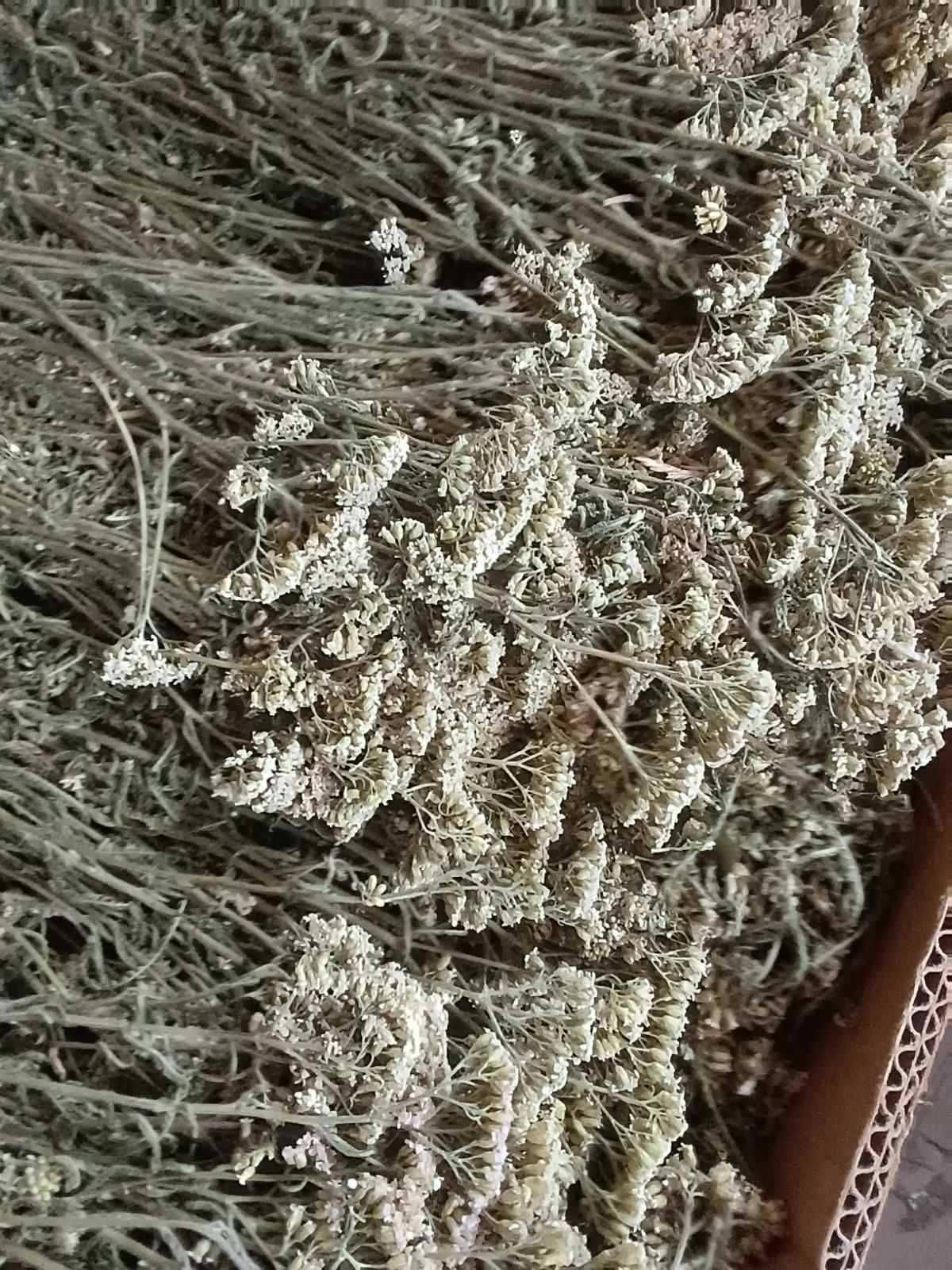 тысячелистник тысячелистник