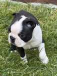Boston terrier dziewczynka