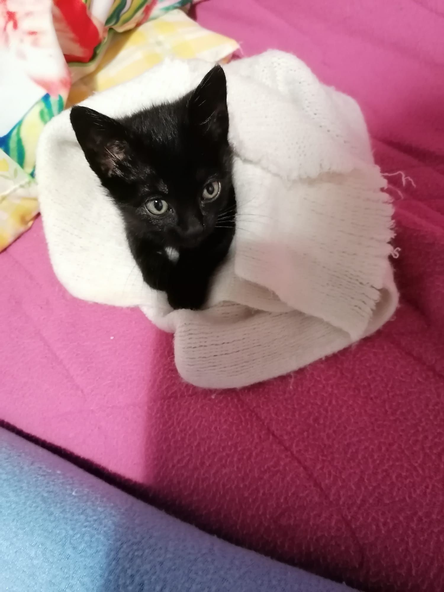 Gatinha preta bebe para adoção responsável