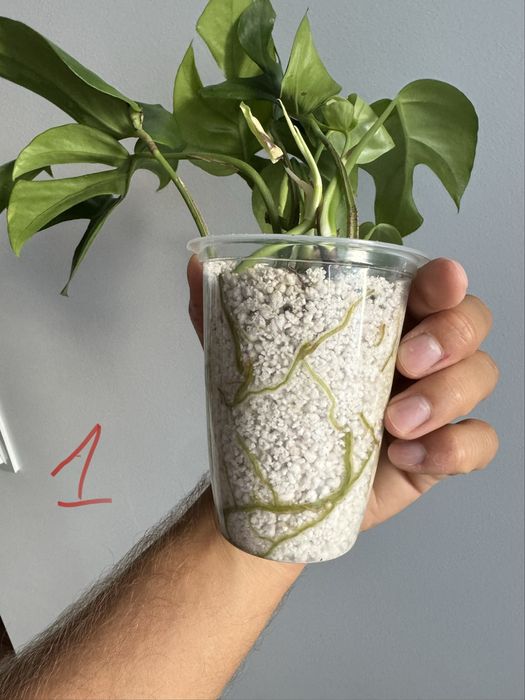 REZERWACJANadwyzka roslin raphidophora, monstera, maranta silver band,